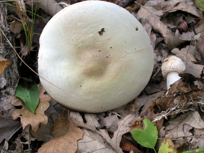 Agaricus sylvicola